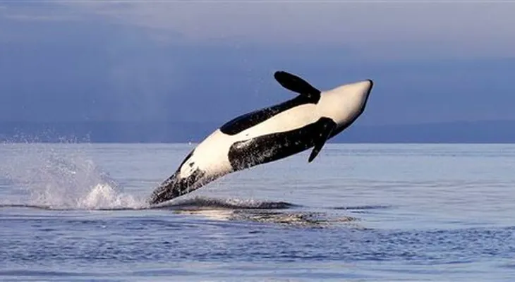 California prohíbe la cría y espectáculos de orcas en cautividad
