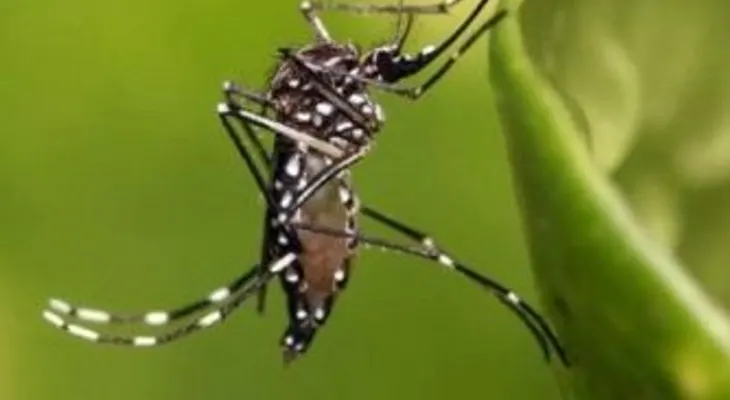 Paraguay dice que mejor vacuna contra dengue es eliminar criaderos mosquitos 