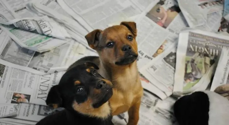 Perros dan varias vueltas antes de excretar