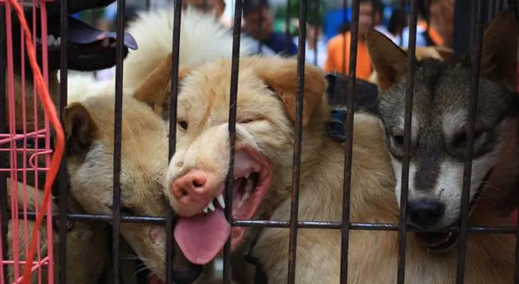 Impactante video sobre el polémico consumo de carne de perro en China  