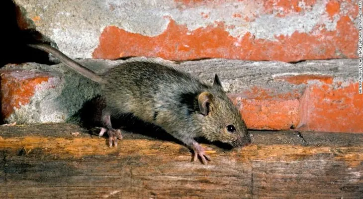Los ratones de Nueva York son portadores de nuevos virus y superbacterias, según estudio