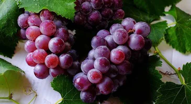 Cosas raras cuando comes uvas todos los días; mejor salud de los ojos y un envejecimiento lento