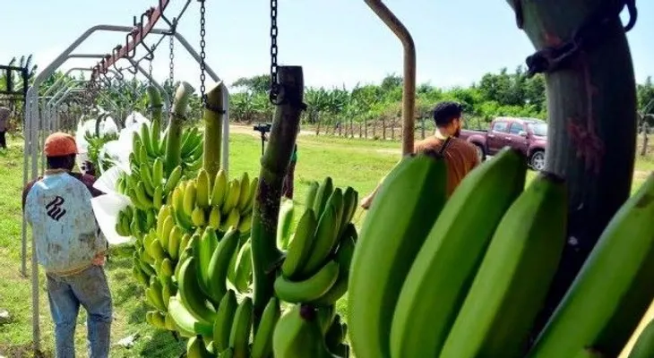 Inicia la exportación de banano desde Palo Verde a Europa