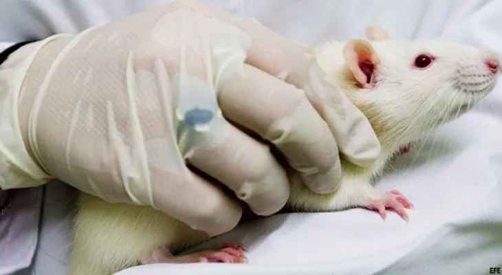 Descubren derivado vitamina B3 previene cáncer hígado en ratones