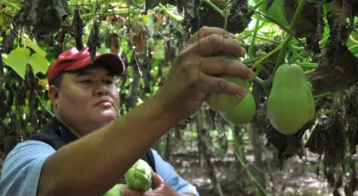 Las tayotas de Jarabacoa llegan a Canadá
