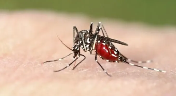 Nuevo método con tes de saliva podría identificar portadores de malaria 