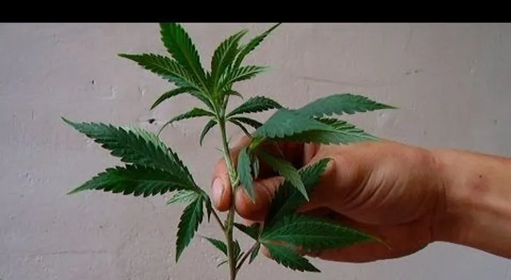 Un fantástico truco para que tus plantas agarren mejor (Video)