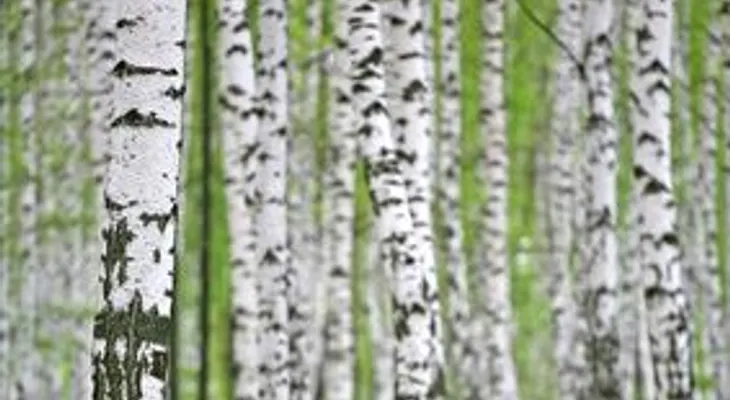 Propiedades y beneficios del agua árbol aromático de abedul 
