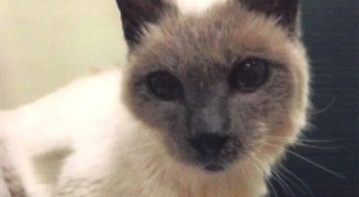 Scooter, el gato más longevo del mundo, muere a los 30 años