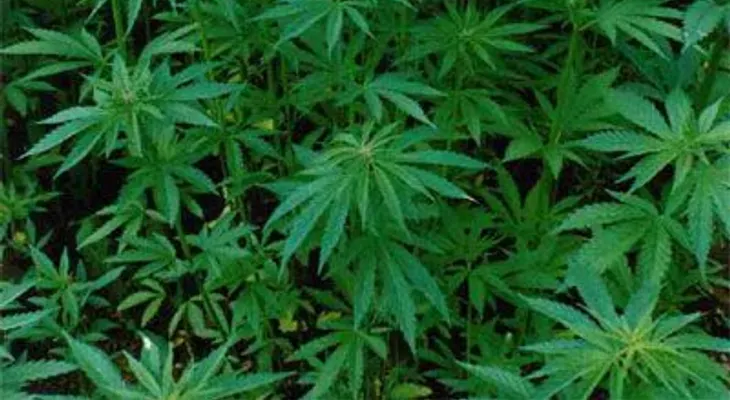 DNCD identifica propietario finca de más de mil 317 plantas de marihuanas en loma de Peravía