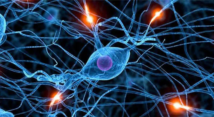 Revelan el papel de un gen en la protección frente al Alzheimer
