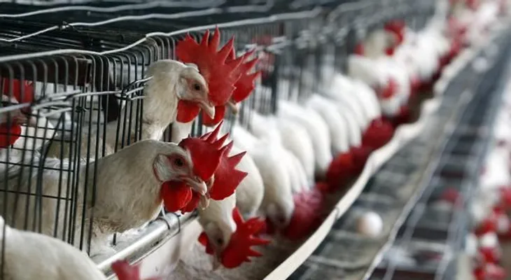 Productores avícolas sienten temor por la sobreproducción de pollo