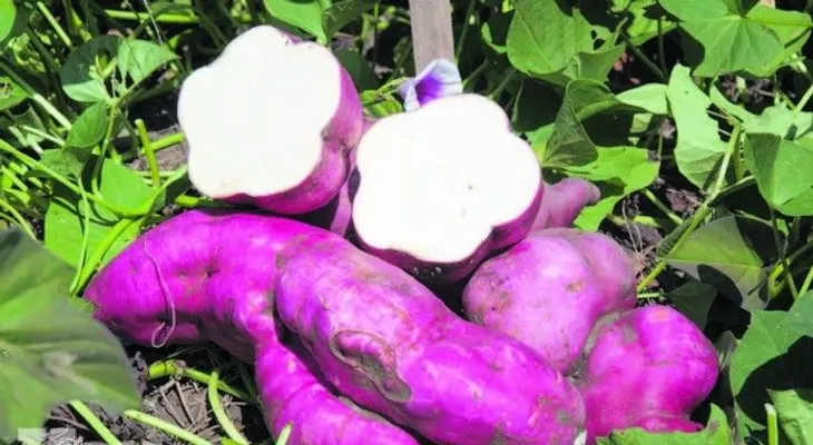 Más de una exquisitez con batata