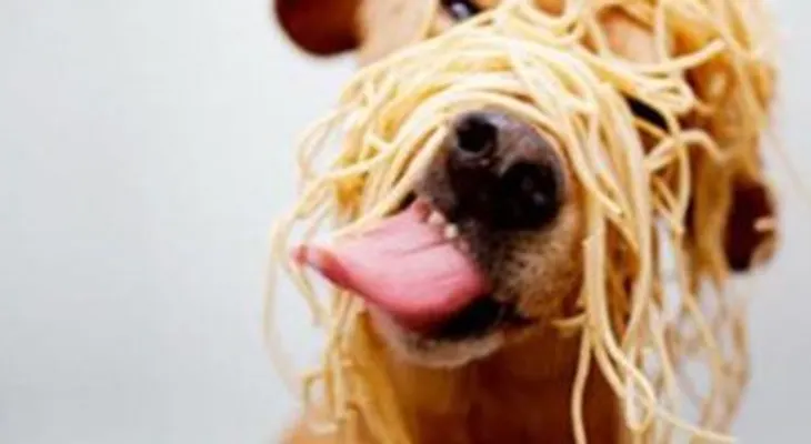 8 comidas que no debes darle nunca a tu mascota