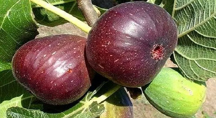 Despidete de tus dolores en la columna, espalda y piernas con este remedio 100% natural