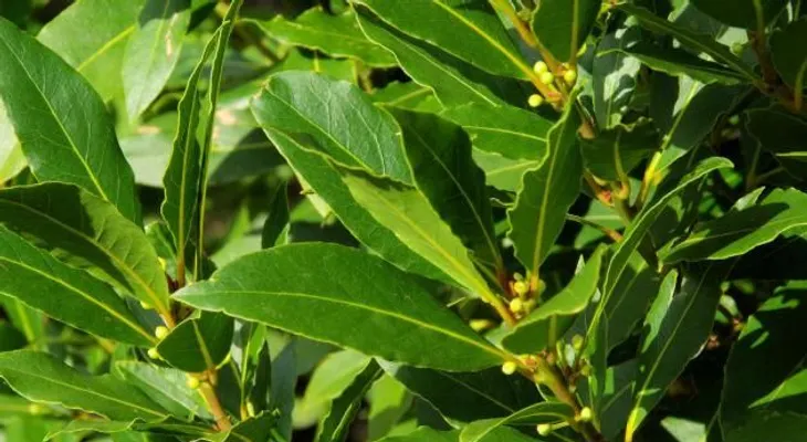 Quema hojas de laurel y miras lo que pasa en solo 10 minutos