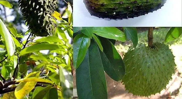 Guanábana, la mejor fruta contra el cáncer y más efectiva que la quimioterapia; recetas 