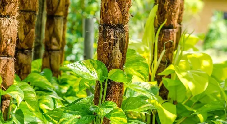 Plantas que atraen energía positiva en los espacios
