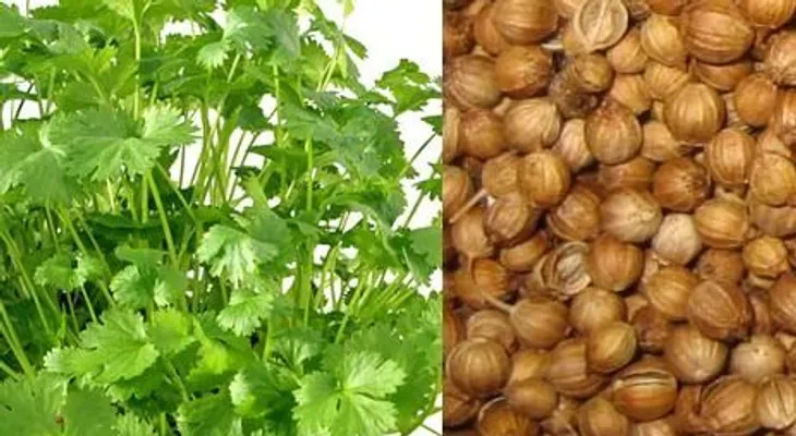 Semillas de cilantro; cebolla; aceite de coco; avena; para reducir el colesterol. Otros remedios