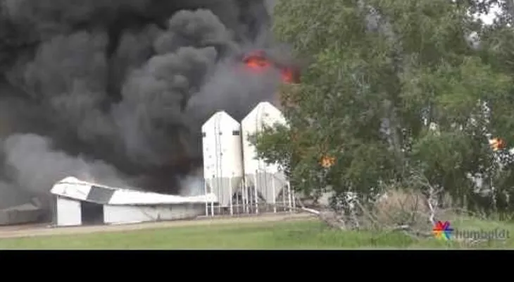 Arden vivos 5.000 cerdos en un criadero en Canadá (VIDEO)
