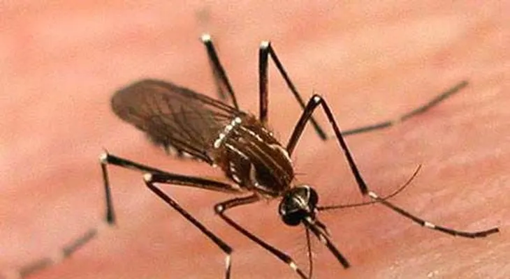 Japón registra primer caso de dengue en 60 años