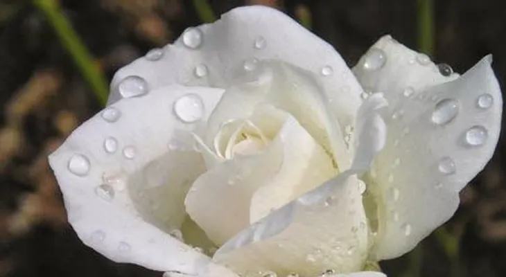 Rosas para el alma  ¡Vencedores!