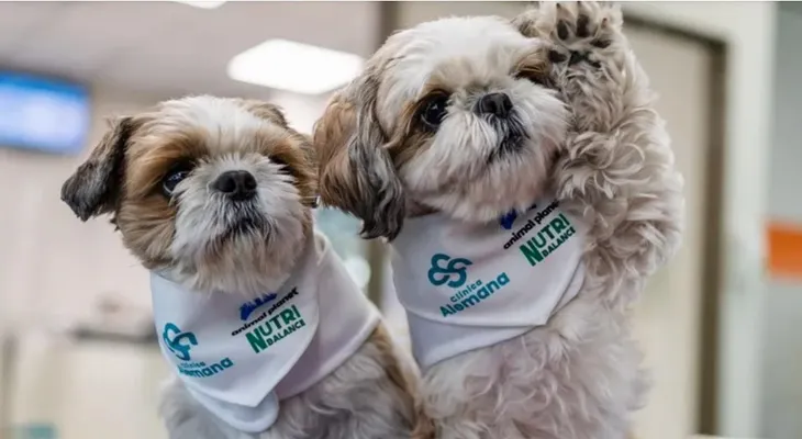 Perros terapéuticos alivian dolor crónico en Chile