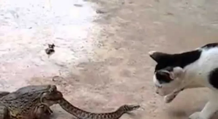 Se vuelve viral VIDEO de un gato que encuentra a un sapo comiéndose una serpiente
