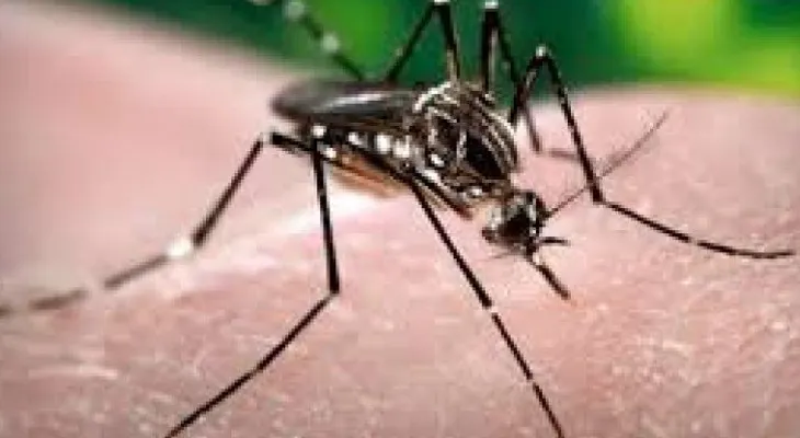 Eliminar los criaderos es fundamental para combatir Zika y Dengue