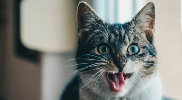 ¡Cuidado! Abrazar a tu gato podría traer enfermedades 