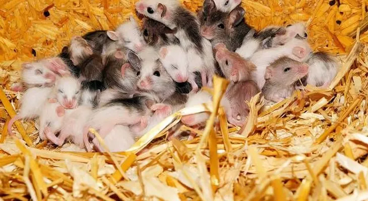  Logran piel pilosa a partir de células madre de ratones 