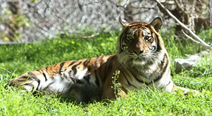 Muere cuidadora de zoológico en Nueva Zelandia tras ataque de un tigre