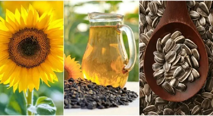 Cómo cultivar los mejores girasoles y 7 usos maravillosos