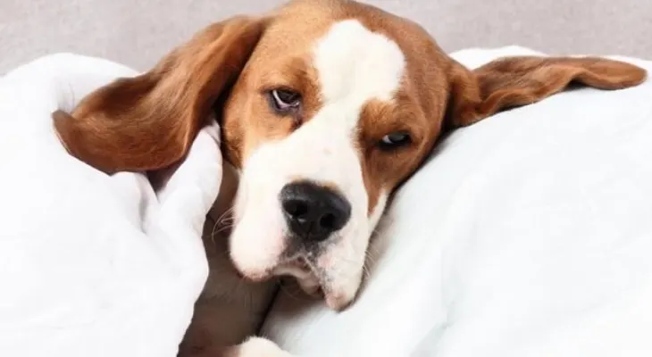 Cómo saber si tu perro está enfermo: Síntomas a considerar