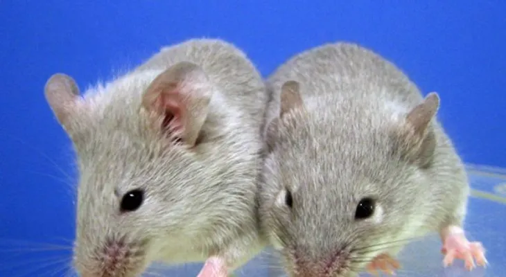 ¿Sabías que los ratones pueden aprender a cantar como los pájaros?