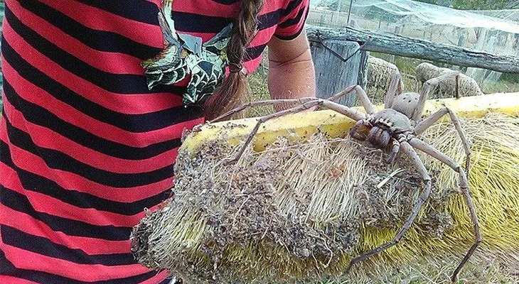 Gana popularidad foto escalofriante: ¿Es la araña más grande que se haya fotografiado jamás?
