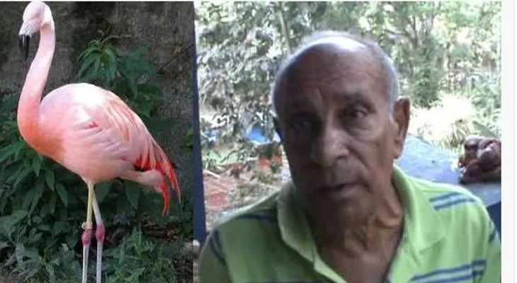 Pillos se roban tres flamencos del Zoológico de Moca