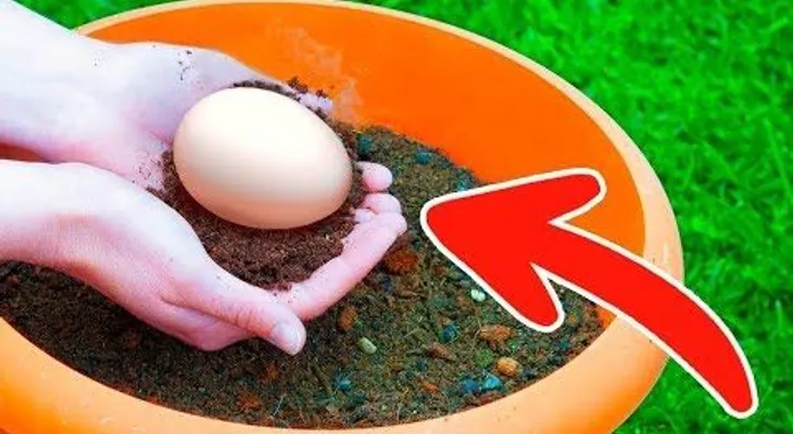 Un huevo crudo enterrado en el jardín y en poco tiempo será asombroso 