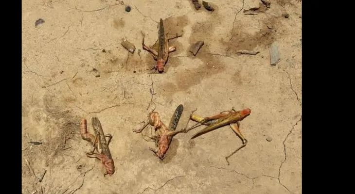 Alerta en Paraguay por ataques de langostas