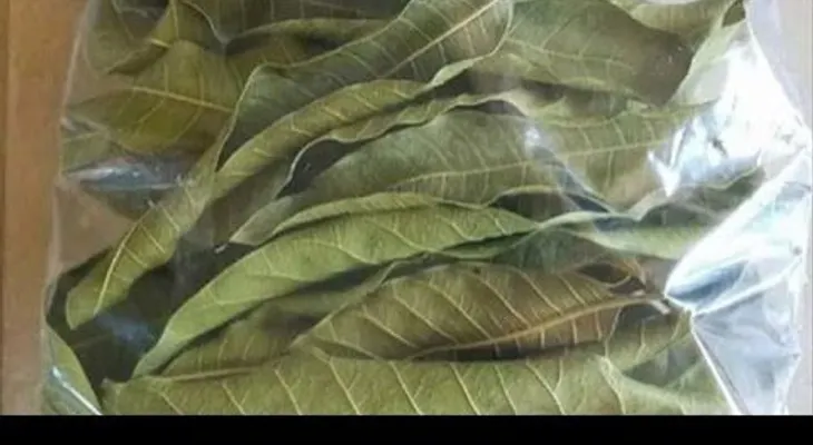  Esta hoja te quita la diabetes como si fuera por arte de magia