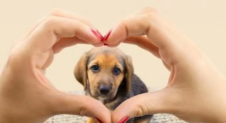 7 beneficios de tener mascota para tu salud mental