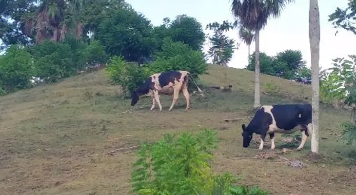Envenenan catorce vacas en Santiago Rodríguez