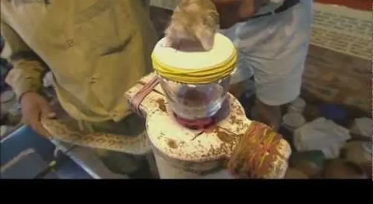 Brutal resultado una gota de veneno de serpiente en nuestra sangre (Video)