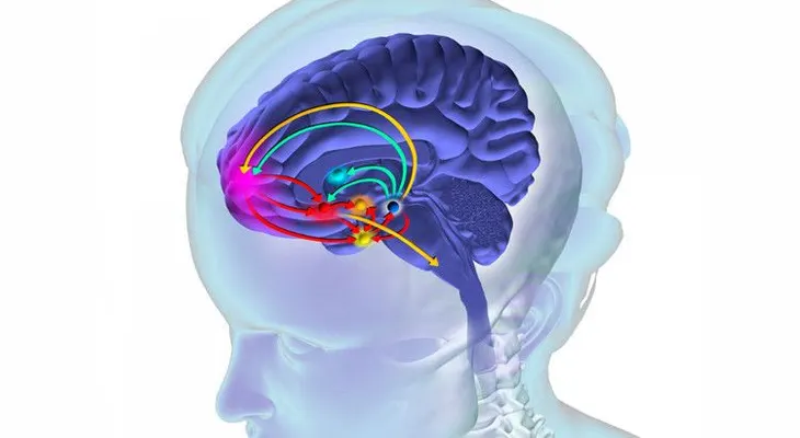 El cerebro en riesgo: ¿cuáles son los perjuicios de consumir drogas?