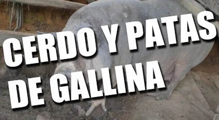 Cerdos en Brasil desarrollan "patas de gallina" 