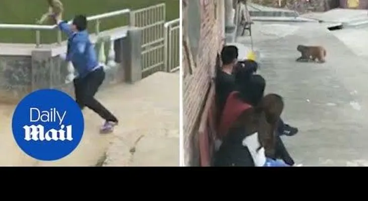 Empuja a un macaco y sufrió su merecido 