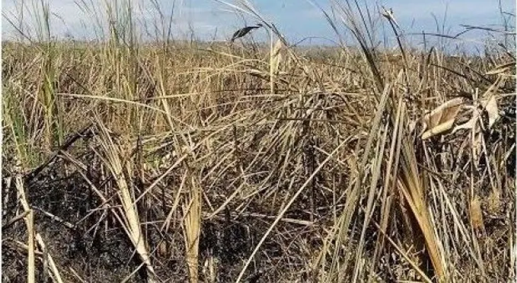 Extinguen fuego afectó zona boscosa de la Laguna Saladillo