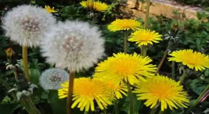 Una sola hoja de esto puede salvar tu vida. Probablemente tienes en tu jardín y no sabías