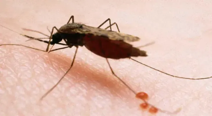 Descubren cómo el parásito de la malaria se defiende de la fiebre