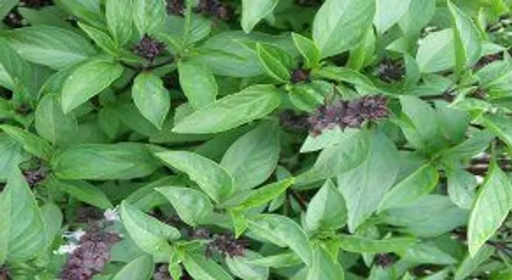 ¡El remedio enviado por DIOS! antibiótico, antioxidante, limpia la sangre y elimina el colesterol